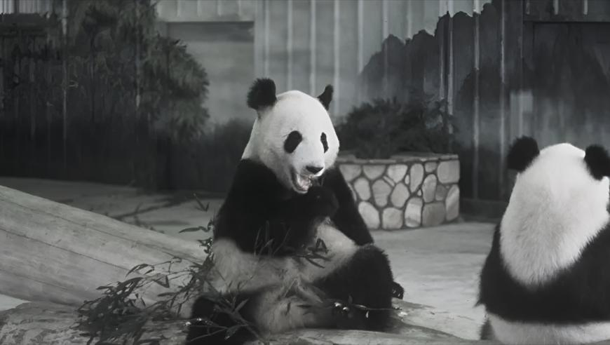 澳门六开奖结果49图库,孙颖莎失误丢分打了自己一巴掌,多元化方案执行策略_AR版V12.78